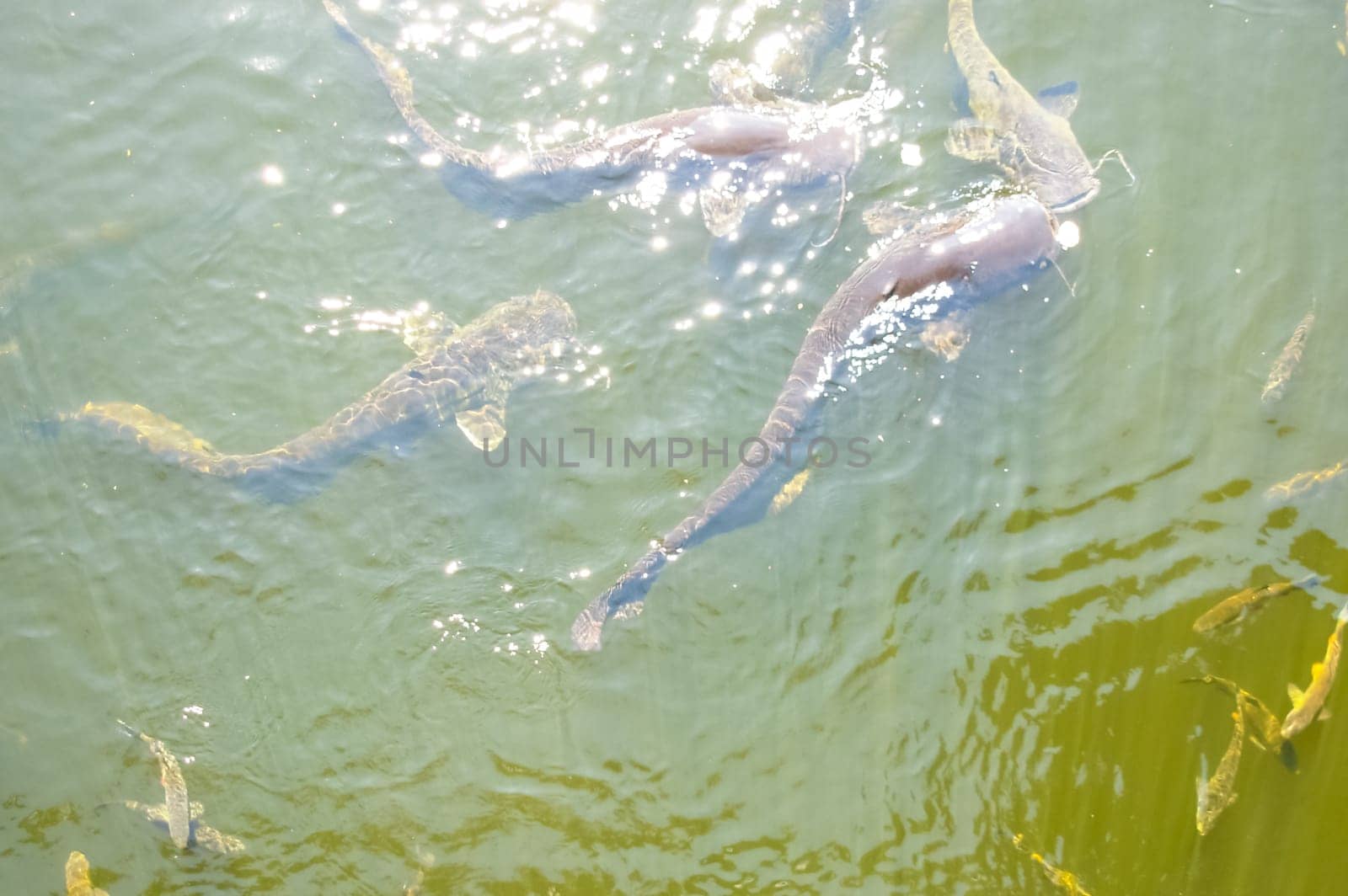 Catfish near the surface of the water, catfish bottom fish scavenger.