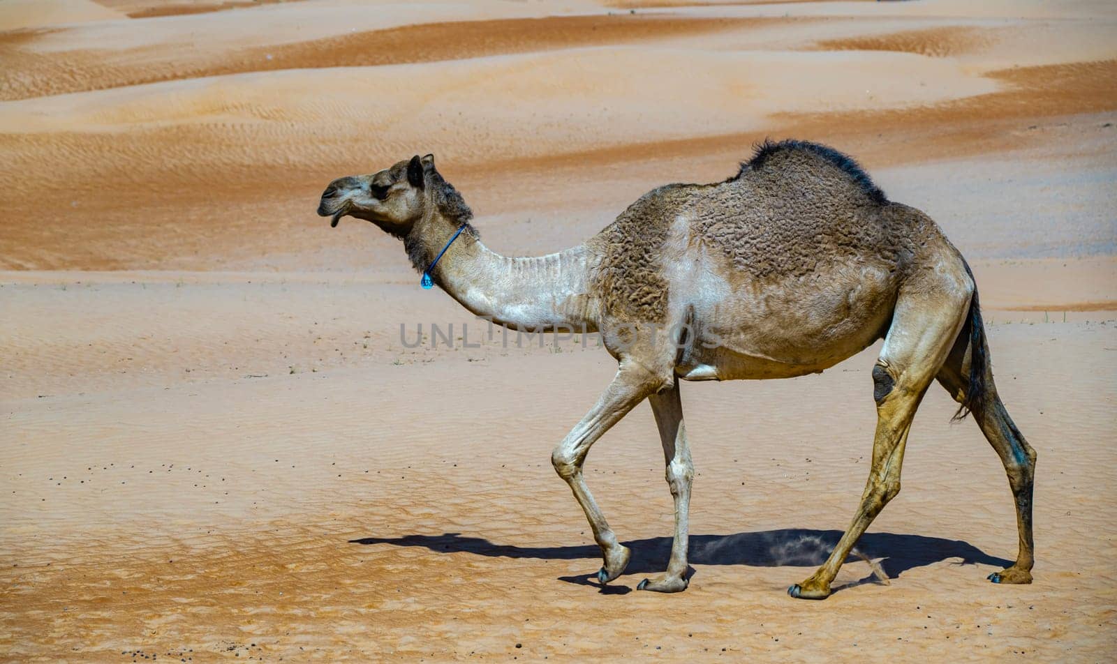 Camel on Sharqiyah Sands in Bidiyah Province, Oman