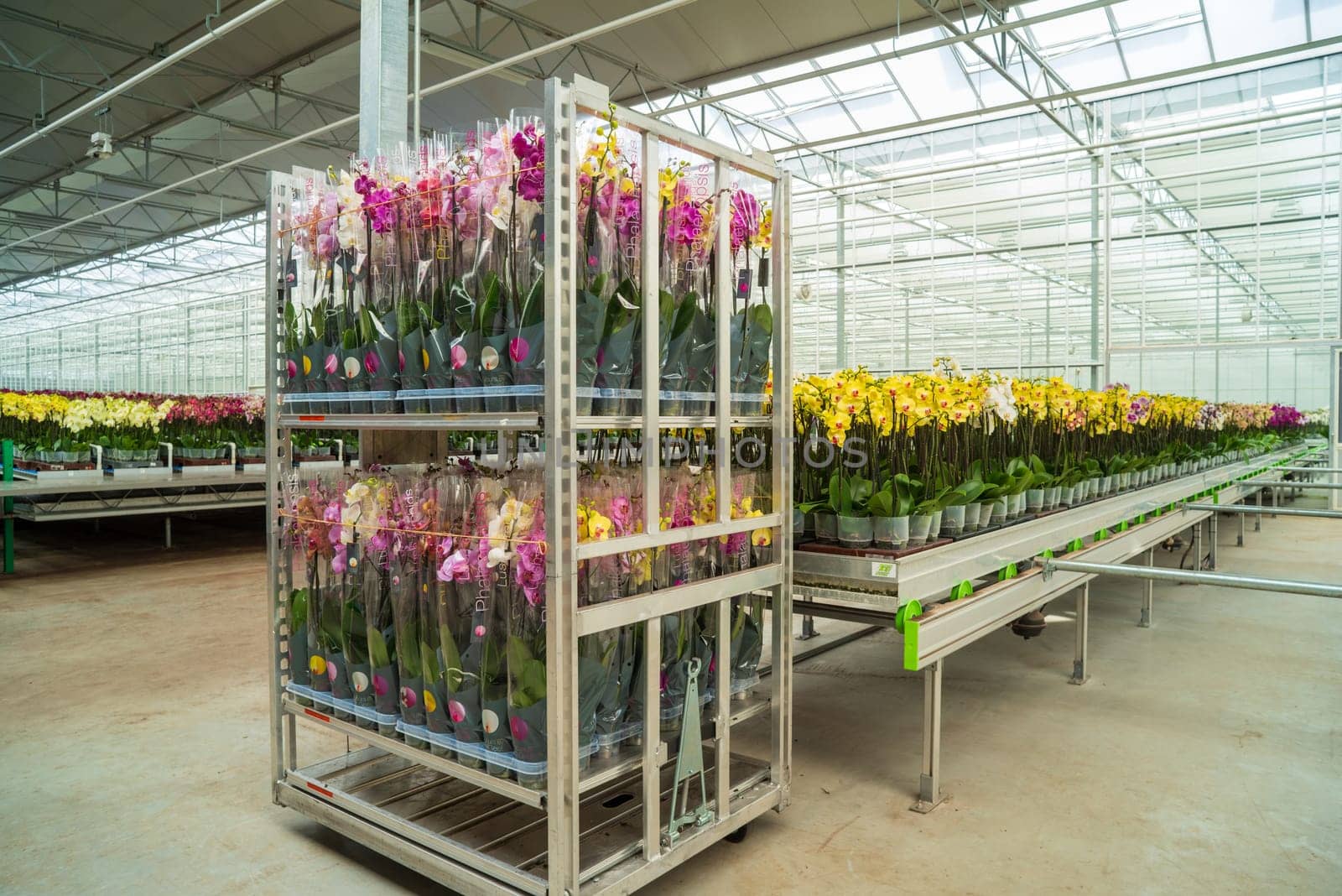 cultivation of orchids in a commercial greenhouse