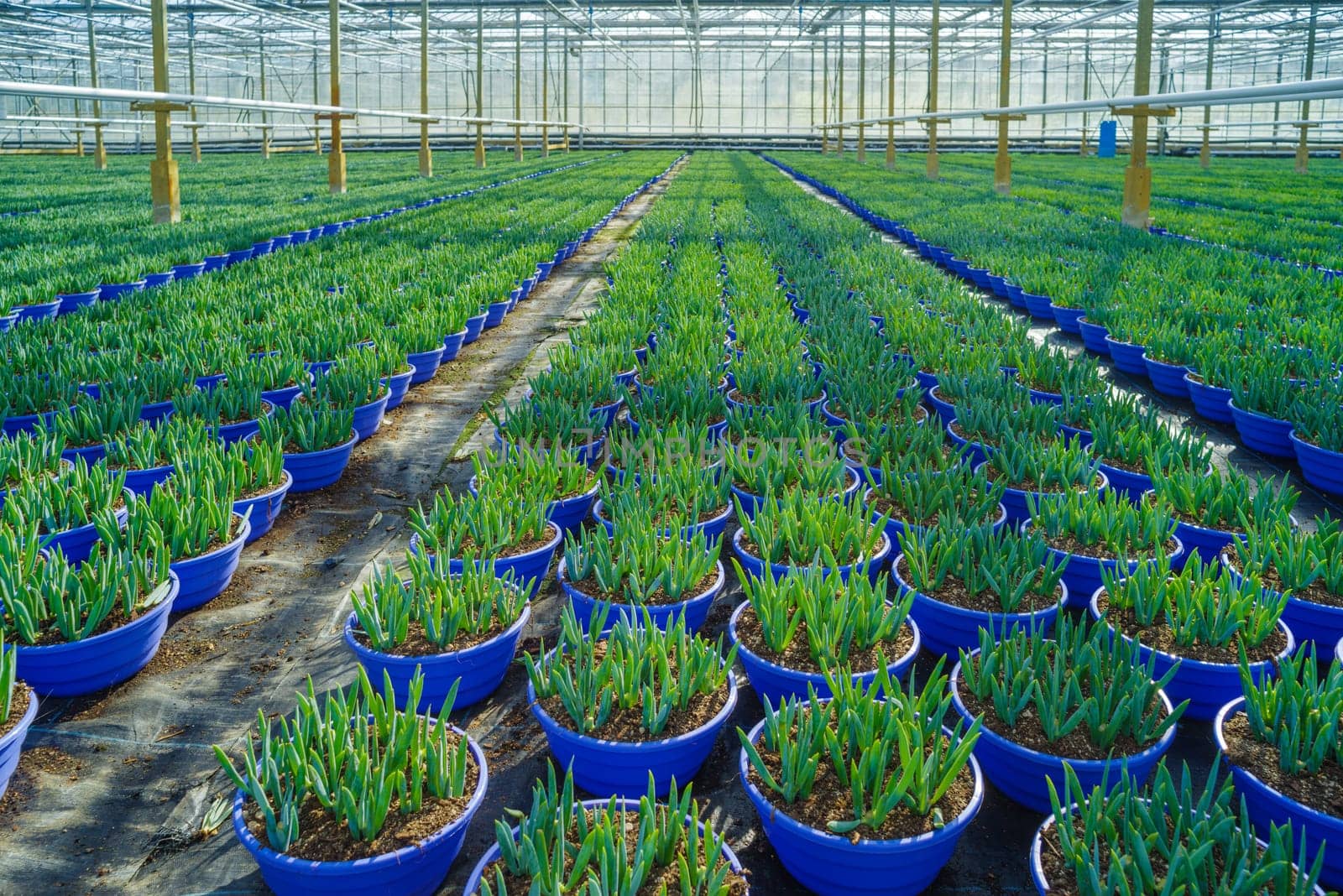hundreds of pots with young plants in a commercial greenhouse