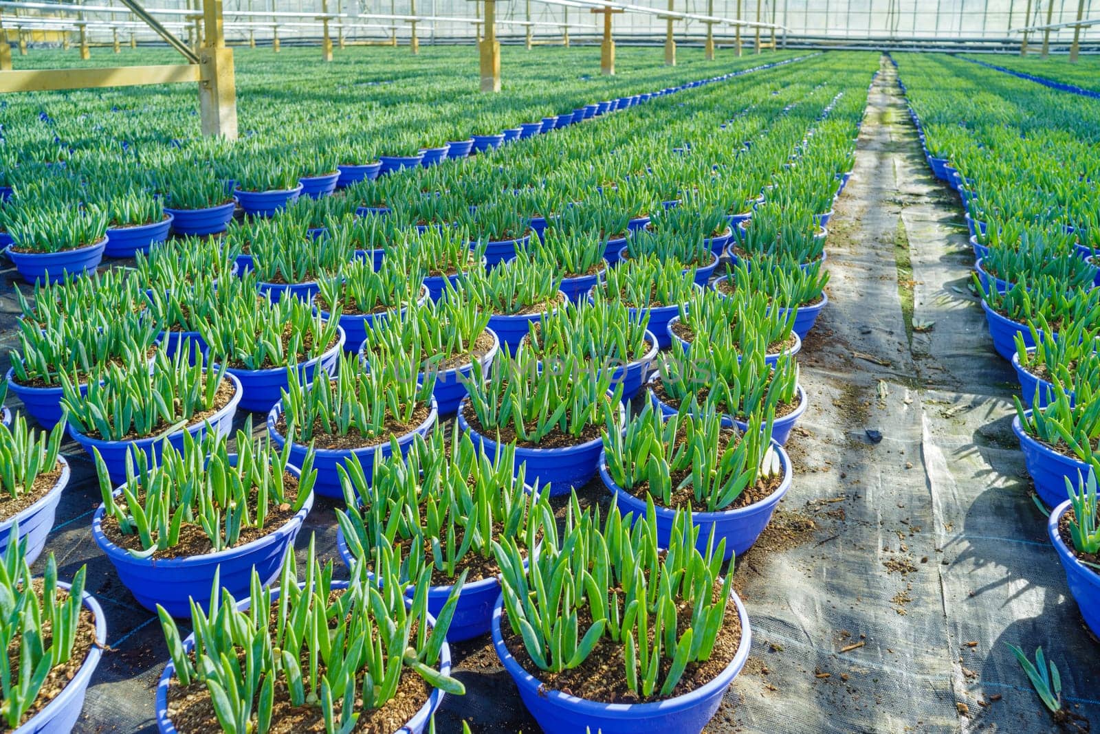 hundreds of pots with young plants in a commercial greenhouse