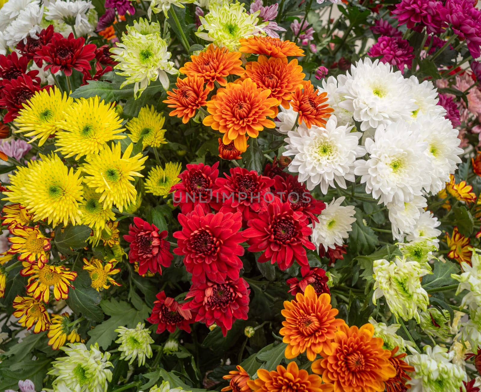 closeup of chrysanthemum flowers in various colors