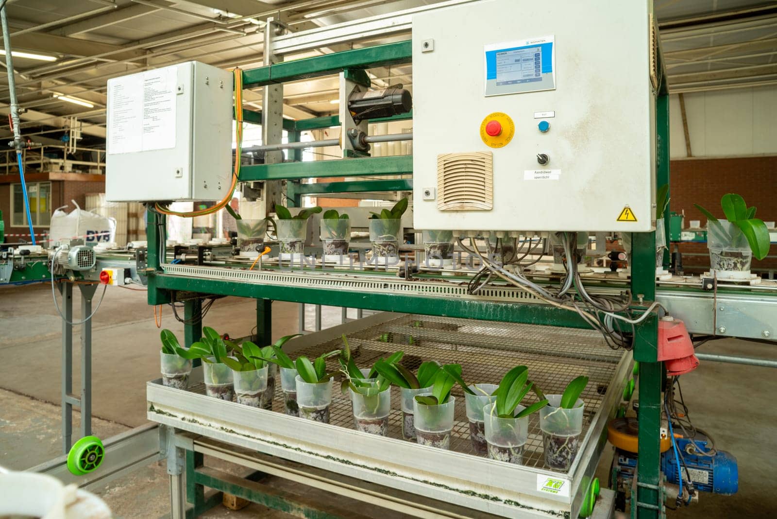 KLAZIENAVEEN, NETHERLANDS - APRIL 7, 2018: Automated device with a conveyor-belt in a commercial greenhouse