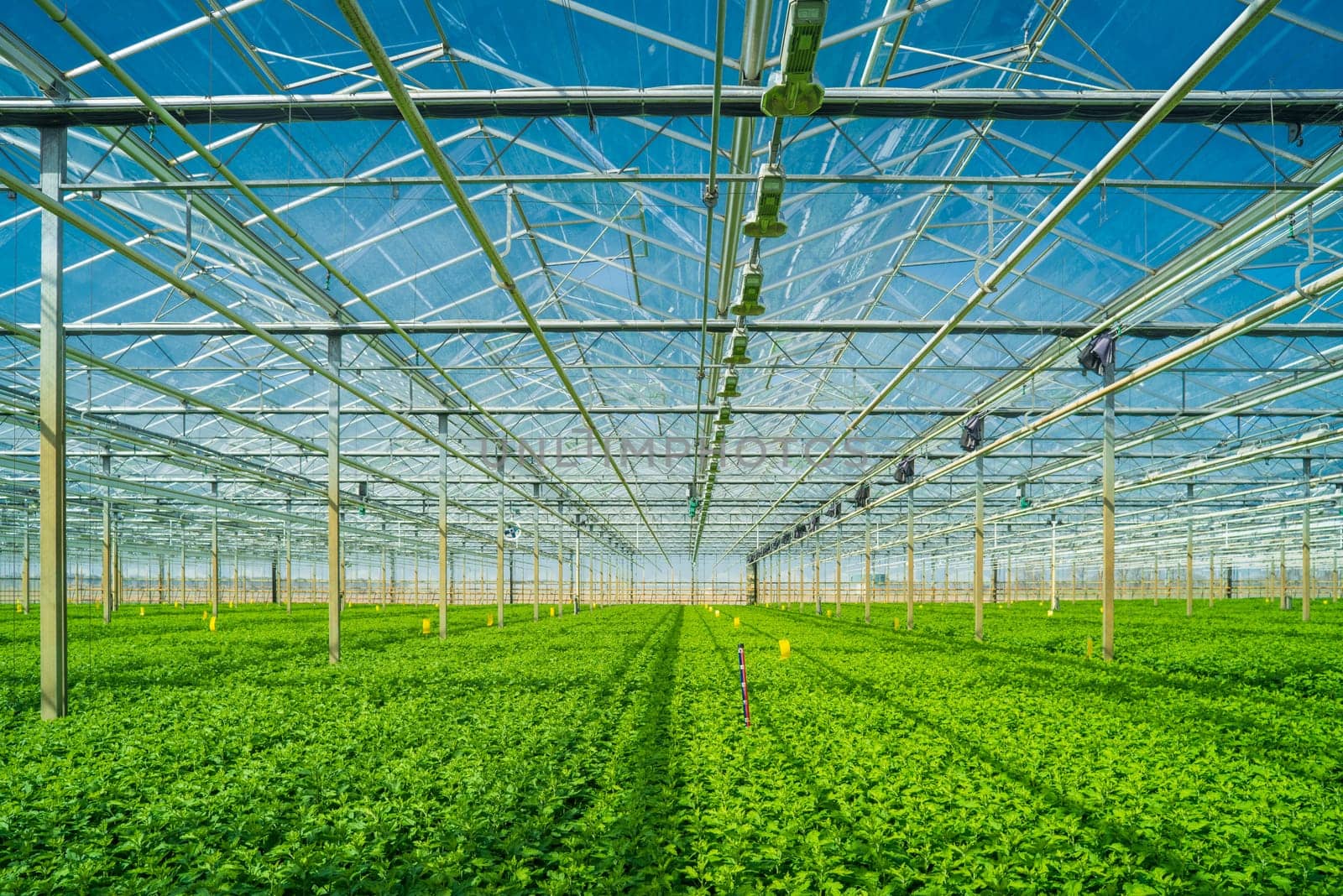 interior of a commercial greenhouse in the netherlands