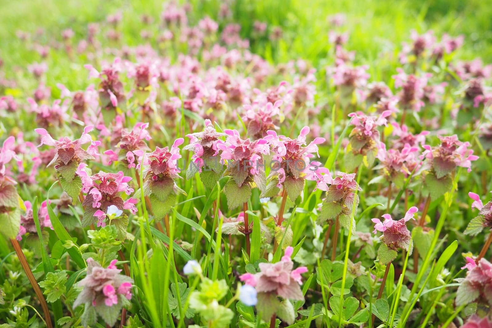 Lamium purpureum, red purple dead-nettle, or purple archangel is annual herbaceous flowering plant. Zygomorphic flowers with a top hood-like petal, two lower lip petal lobes and minute fang-like lobes