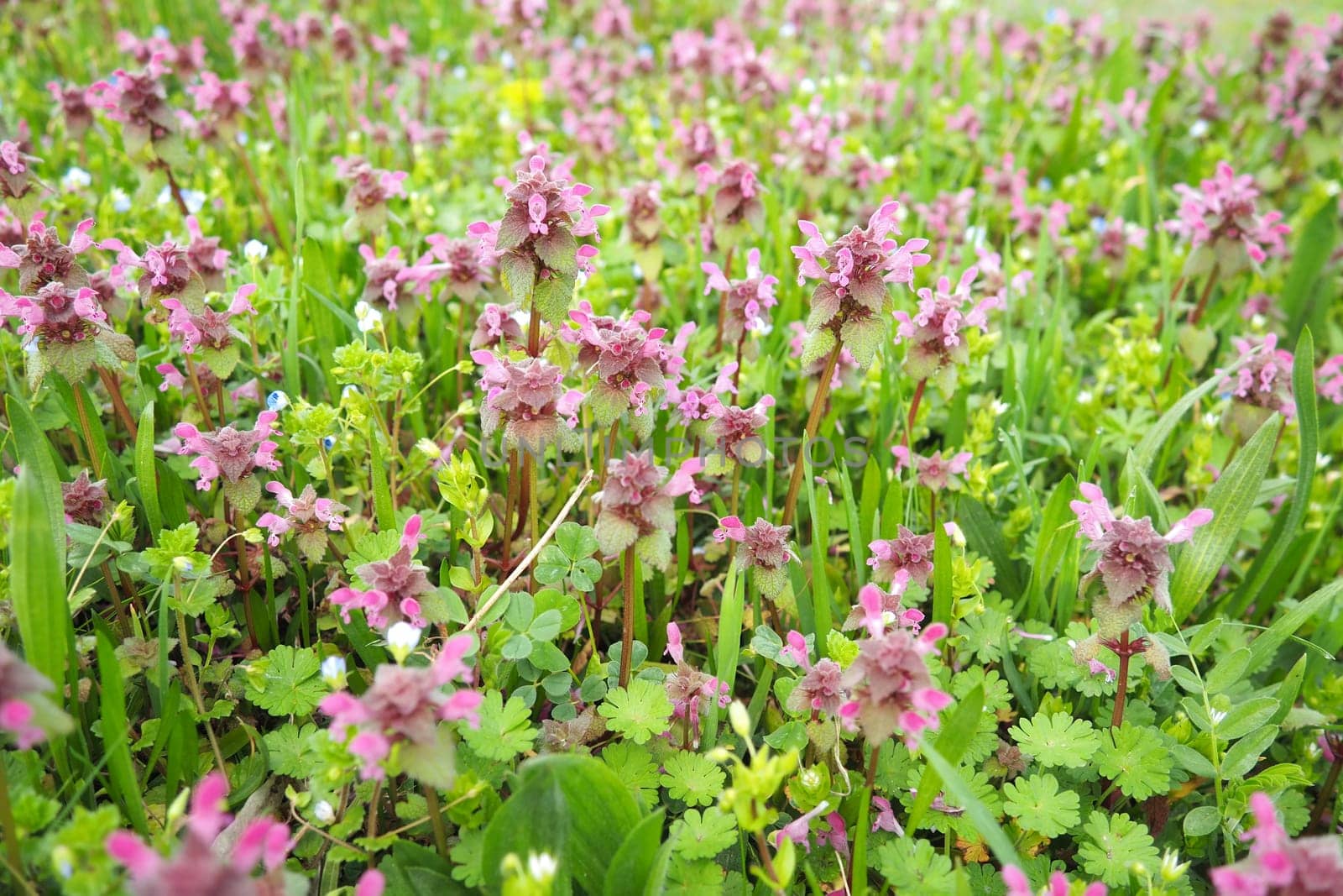Lamium purpureum, red purple dead-nettle, or purple archangel is annual herbaceous flowering plant. Zygomorphic flowers with a top hood-like petal, two lower lip petal lobes and minute fang-like lobes