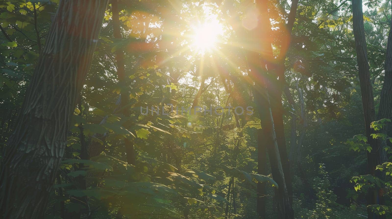 Bathed in the gentle glow of sunlight, the lush foliage of the forest comes alive on a radiant, sunny day. The interplay of light and shadow creates a mesmerizing spectacle, as sunbeams filter through the canopy, illuminating the verdant surroundings with warmth and vitality.""