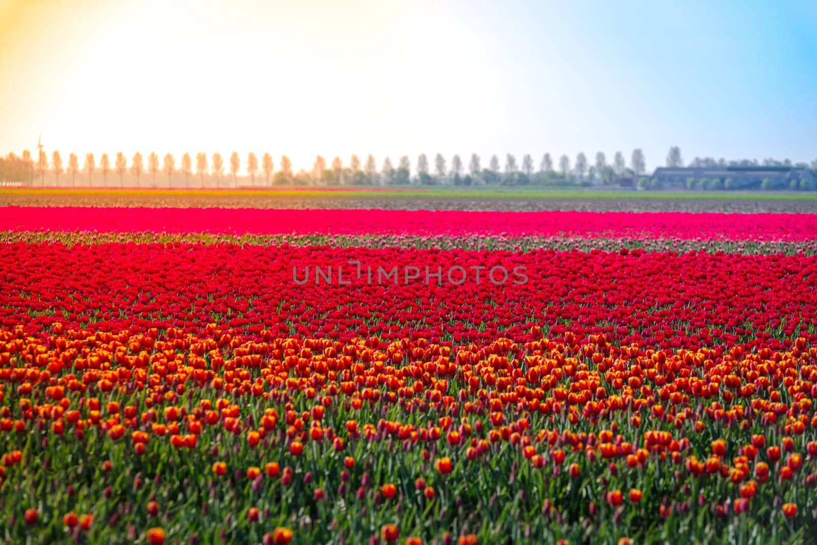 colorful blooming tulips in the netherlands