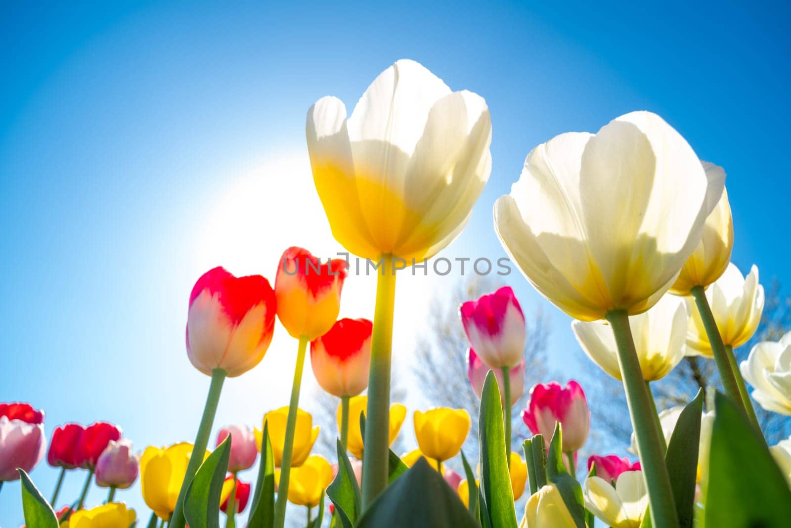 colorful blooming tulips in the netherlands
