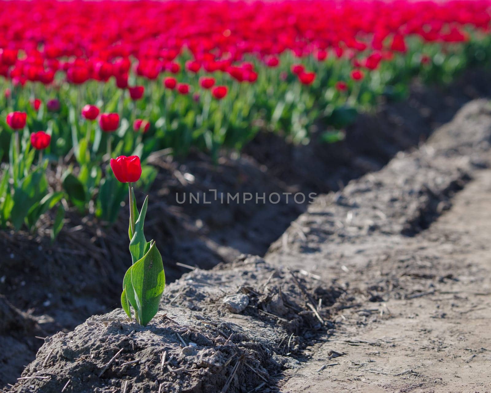 colorful blooming tulips in the netherlands