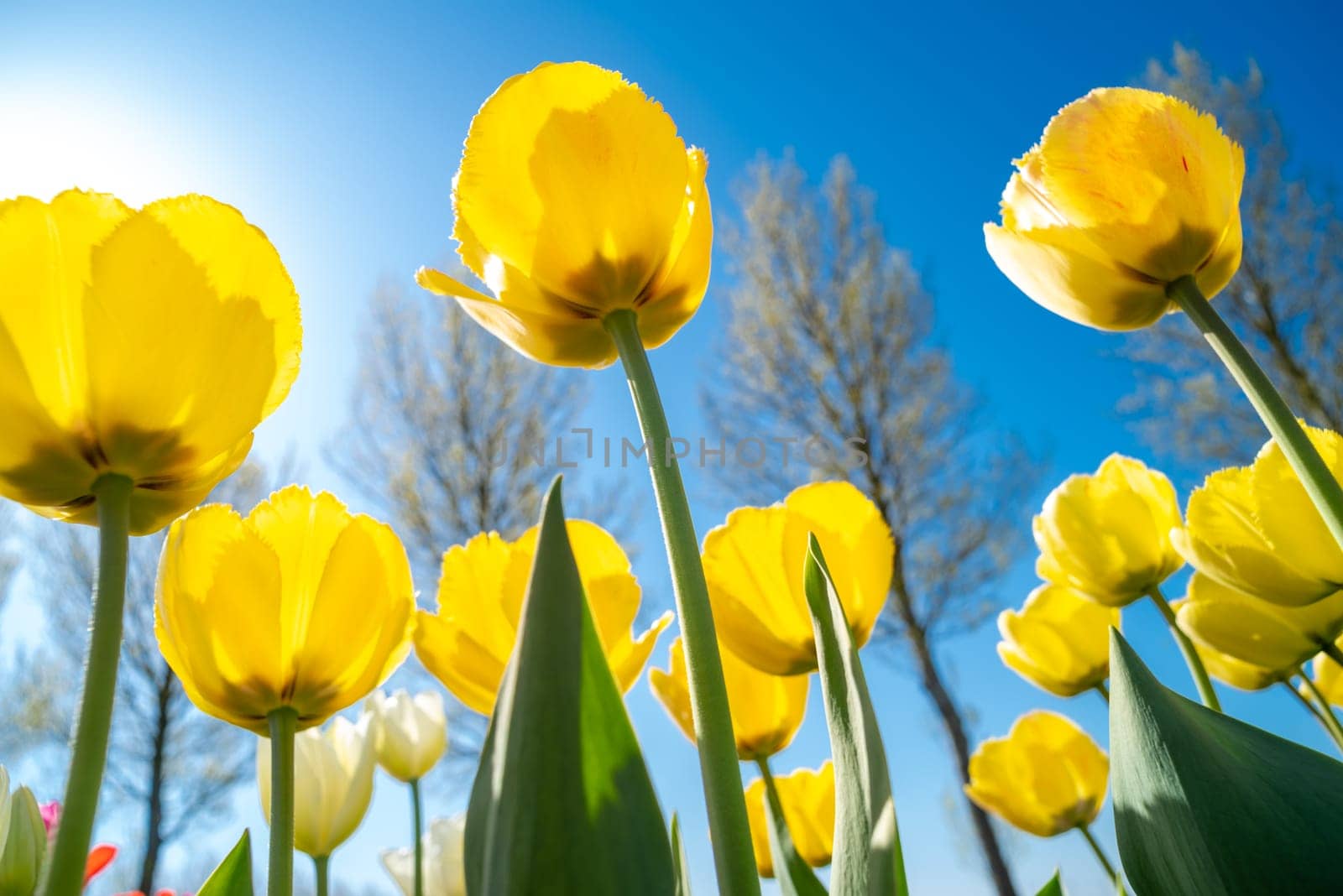 colorful blooming tulips in the netherlands