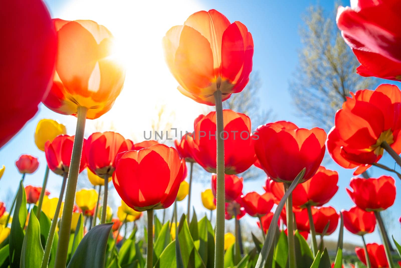 colorful blooming tulips in the netherlands