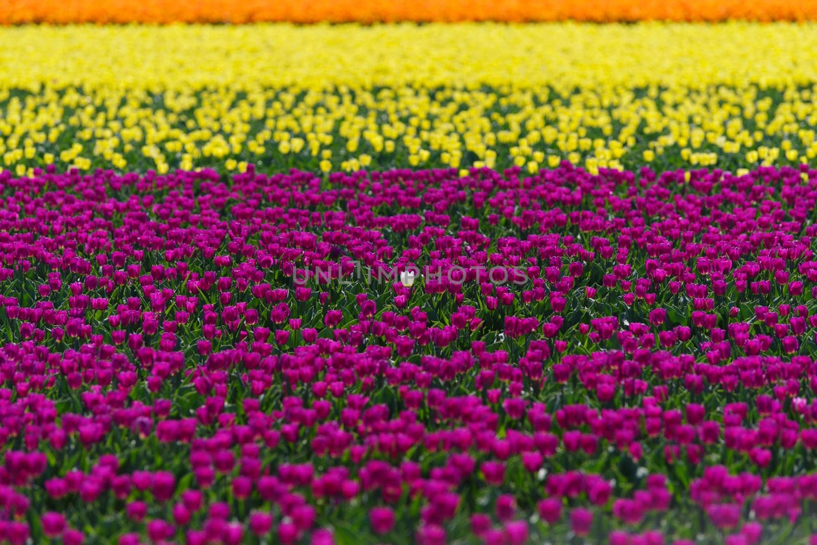 colorful blooming tulips in the netherlands