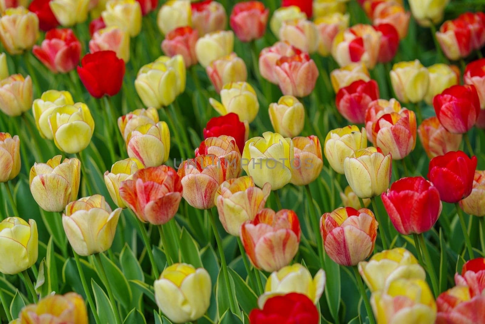 beautiful blooming tulips closeup in spring time