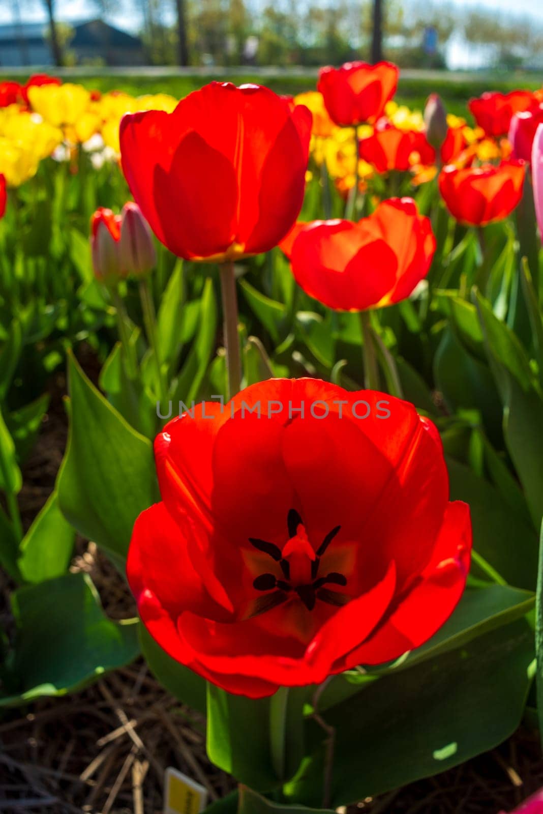 colorful blooming tulips in the netherlands
