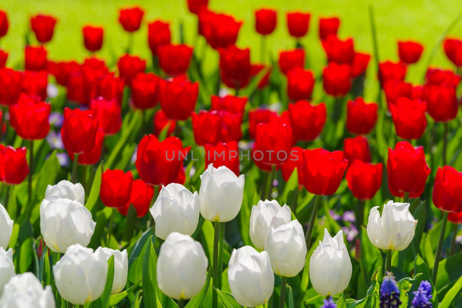 beautiful blooming tulips closeup in spring time