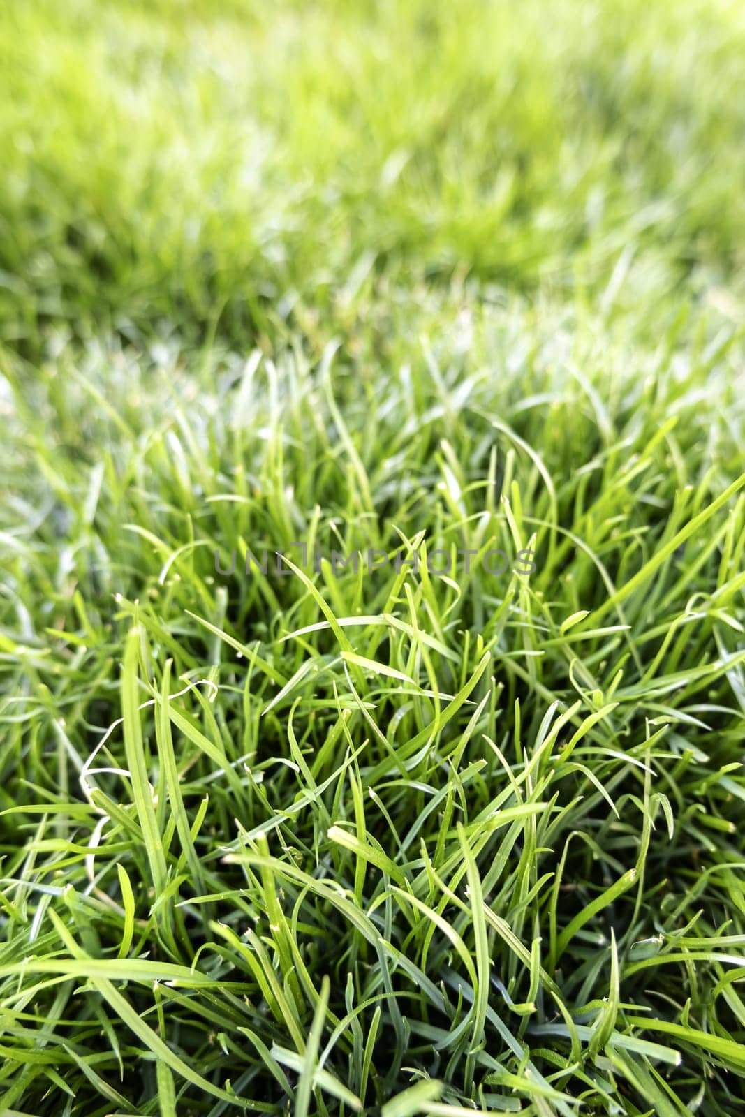 Detail of green grass in a forest in nature