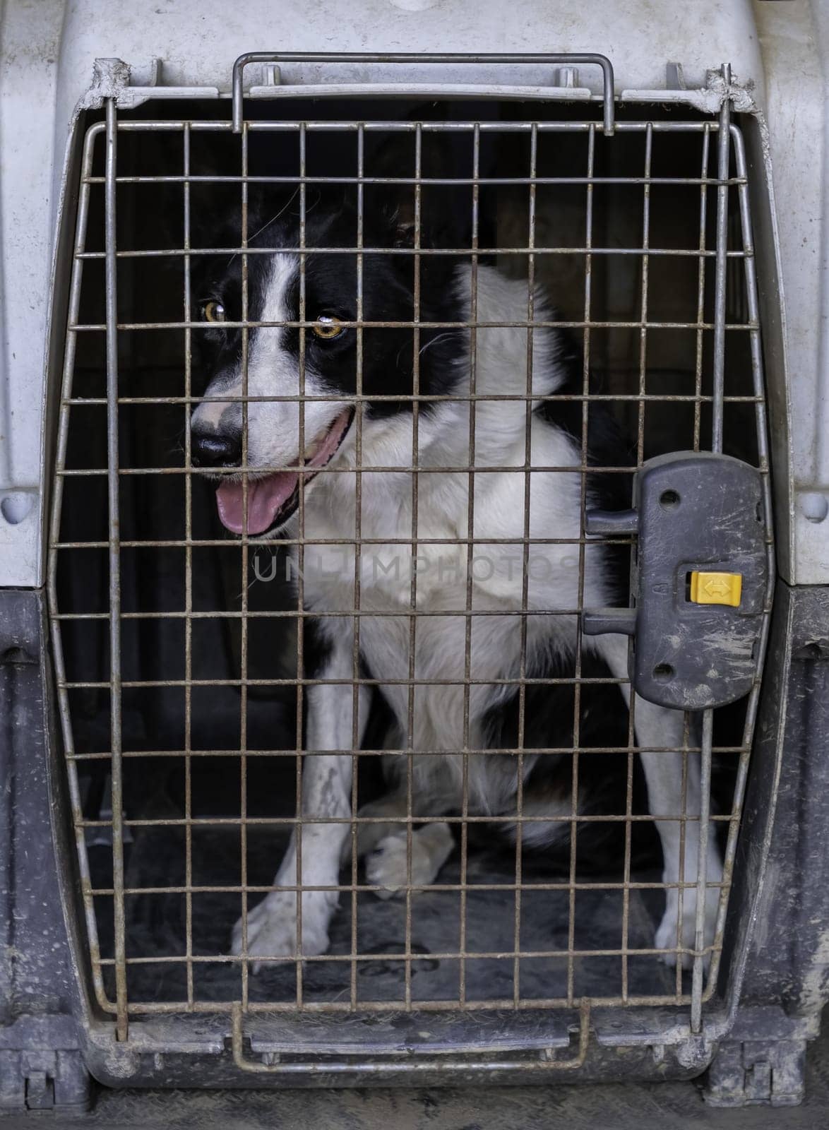 Detail of homeless pet, animal abandonment