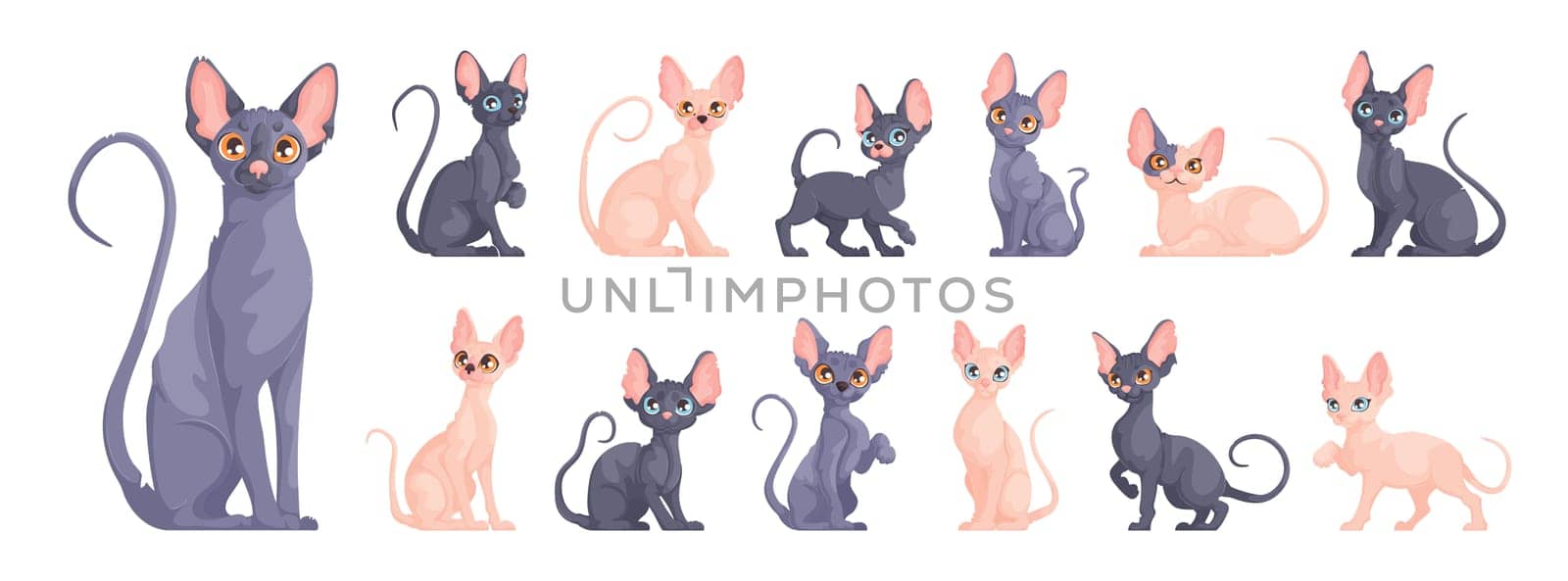 A large set of Sphynx cats in different dynamic poses. Cute sphinx kittens in cartoon vector