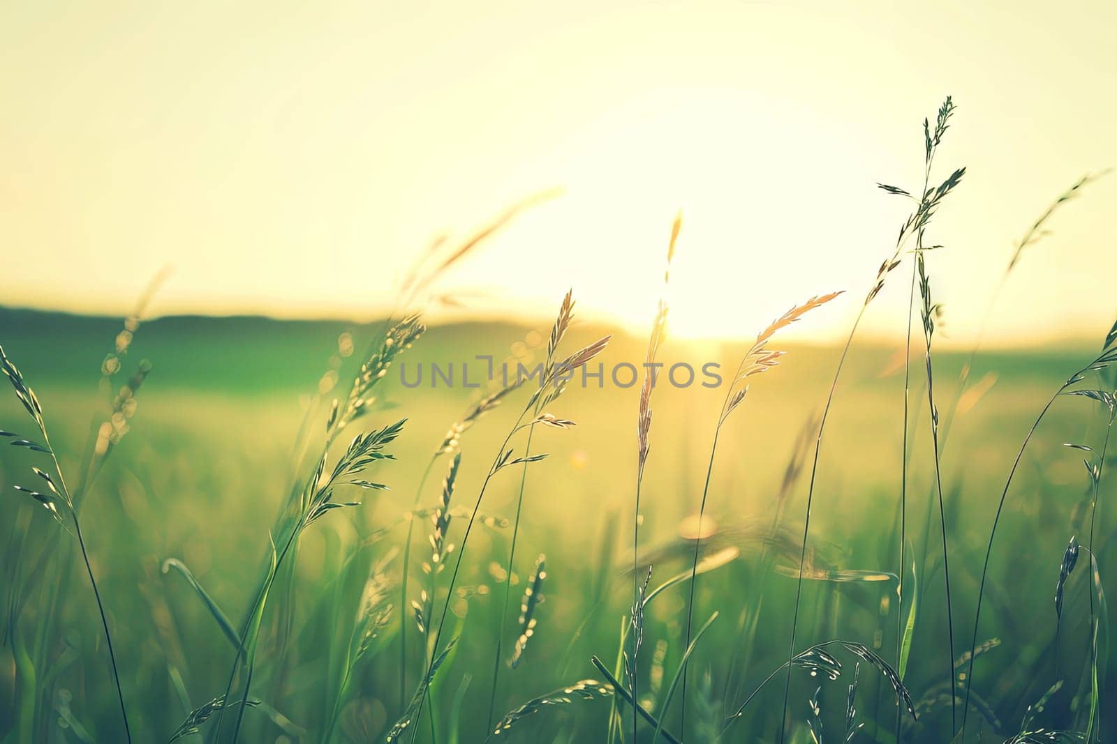The sun is setting low in the sky, casting a warm glow over a vast field of green grass. The blades of grass sway gently in the breeze as the sun dips below the horizon.