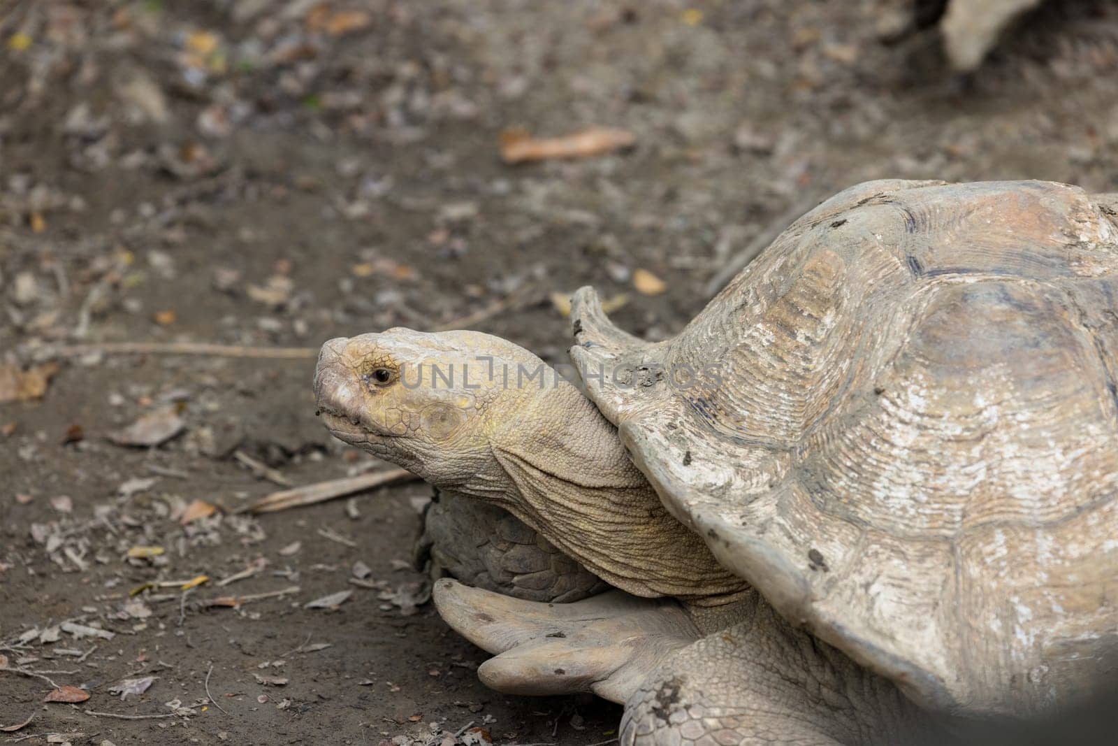 African spurred tortoise in zoo park
