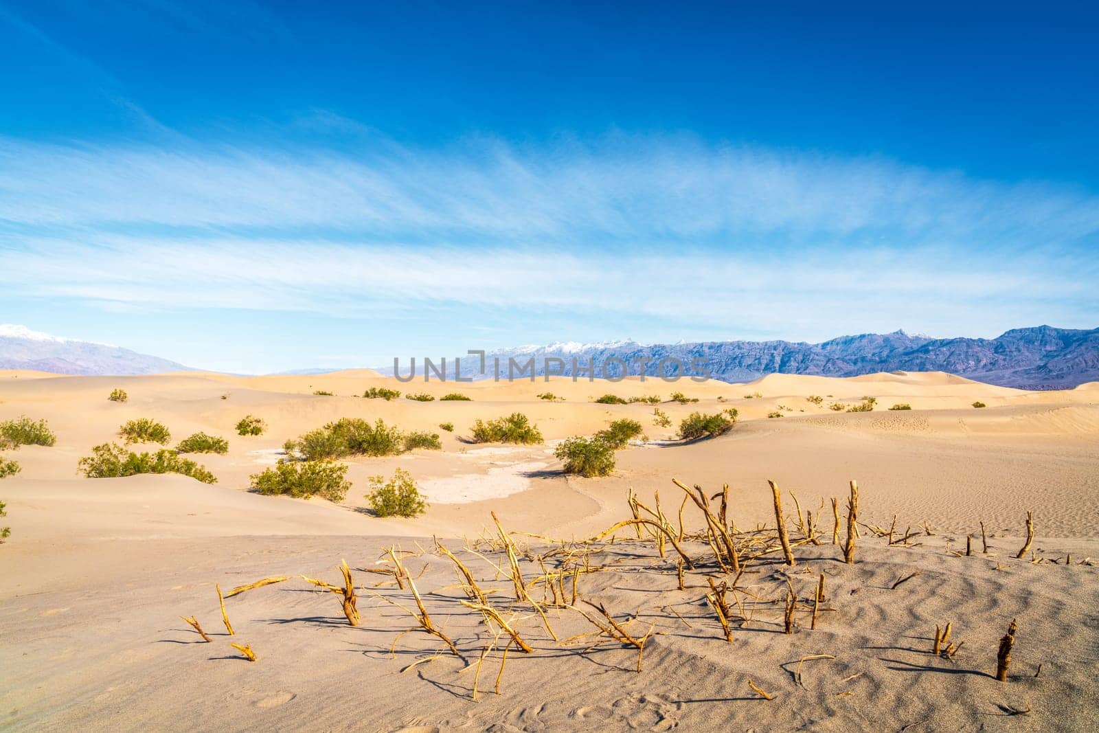 Mesquite trees that gave name to Mesquite Flat Sand Dunes in Death Valley National Park in California