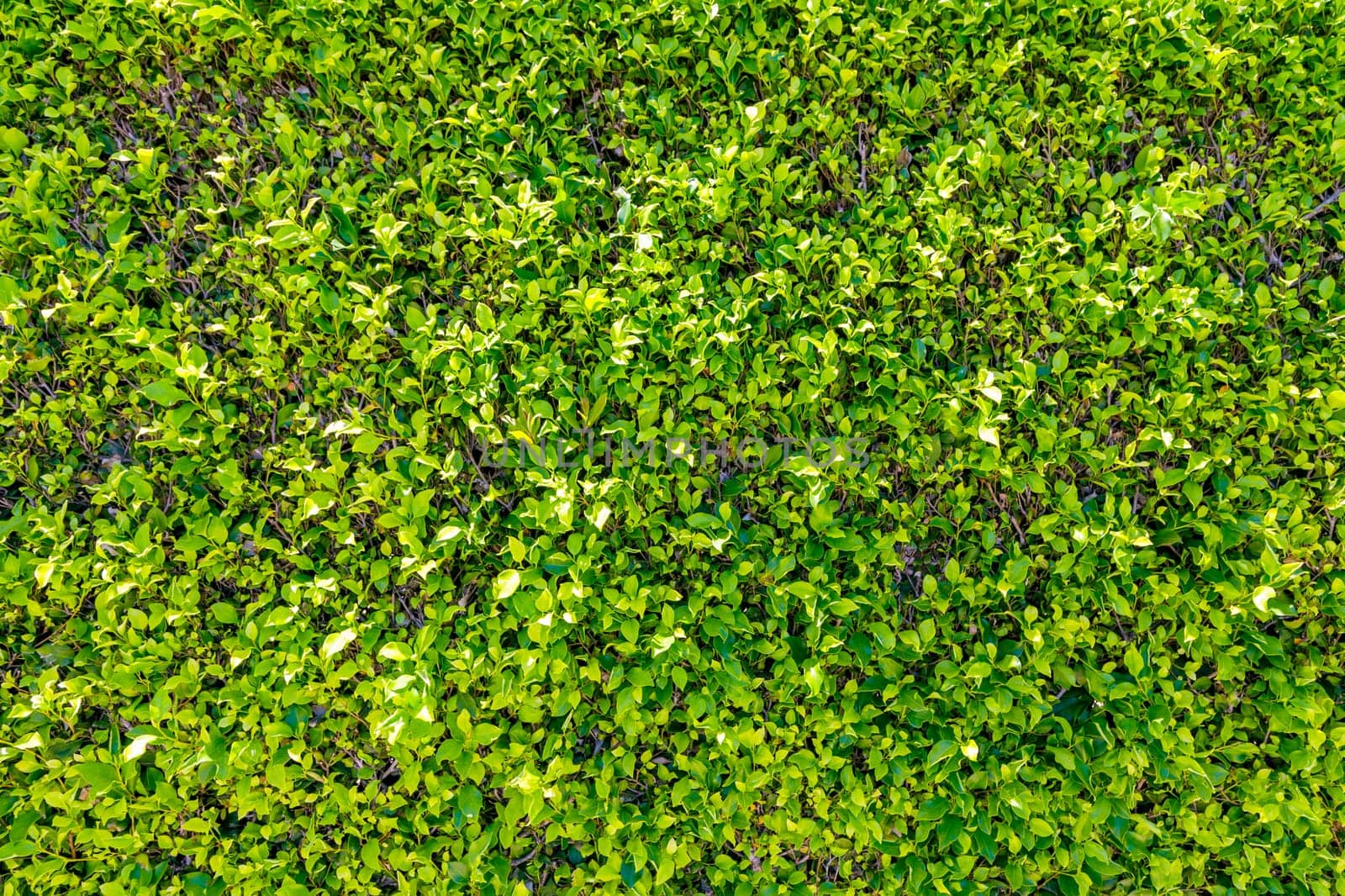 Green leaf wall texture background. Nature view of green plants. Environmental freshness wallpaper concept. Green leaves background texture in nature. Green leaf fresh nature background.