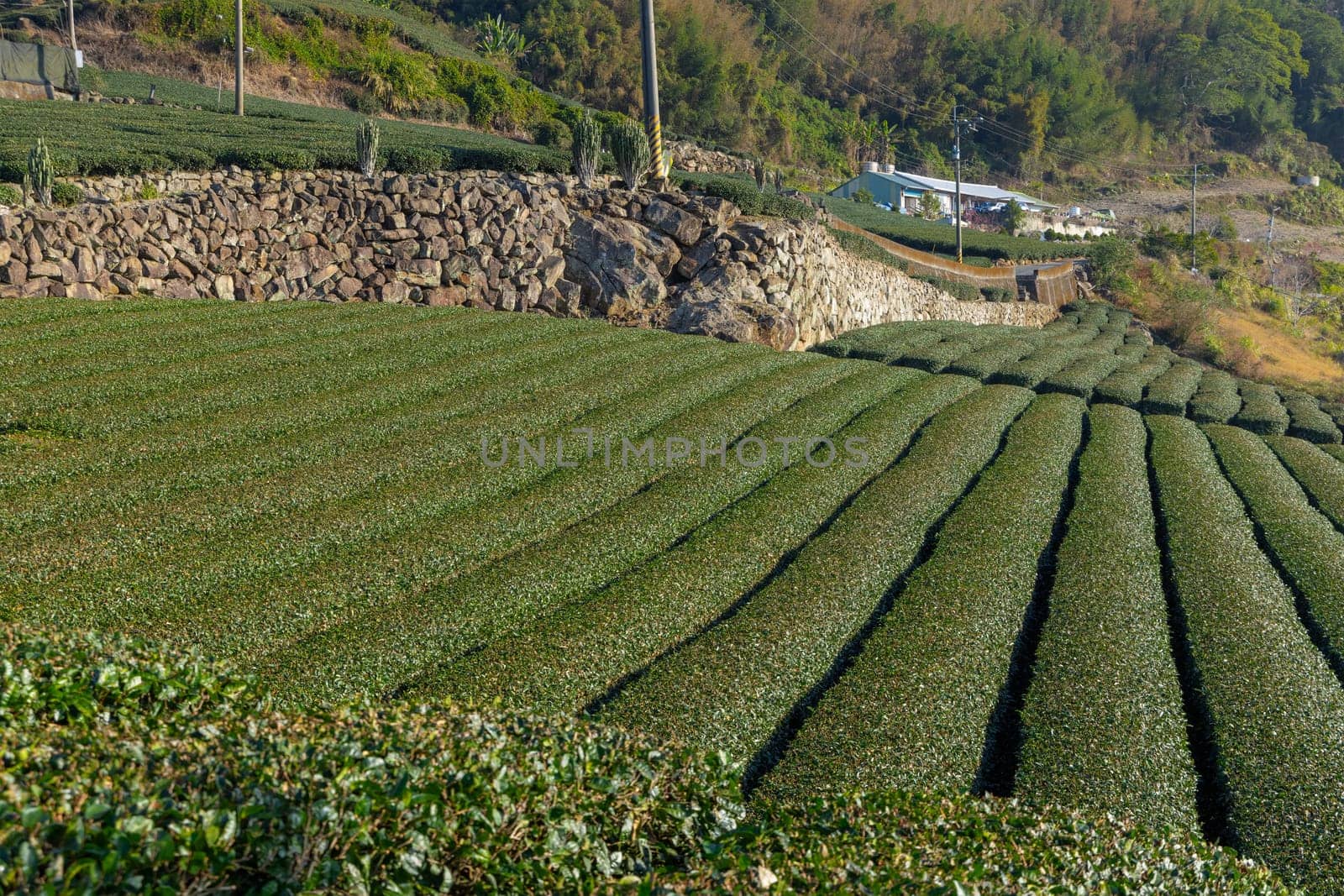 Fresh green tea field in Shizhuo Trails at Alishan of Taiwan