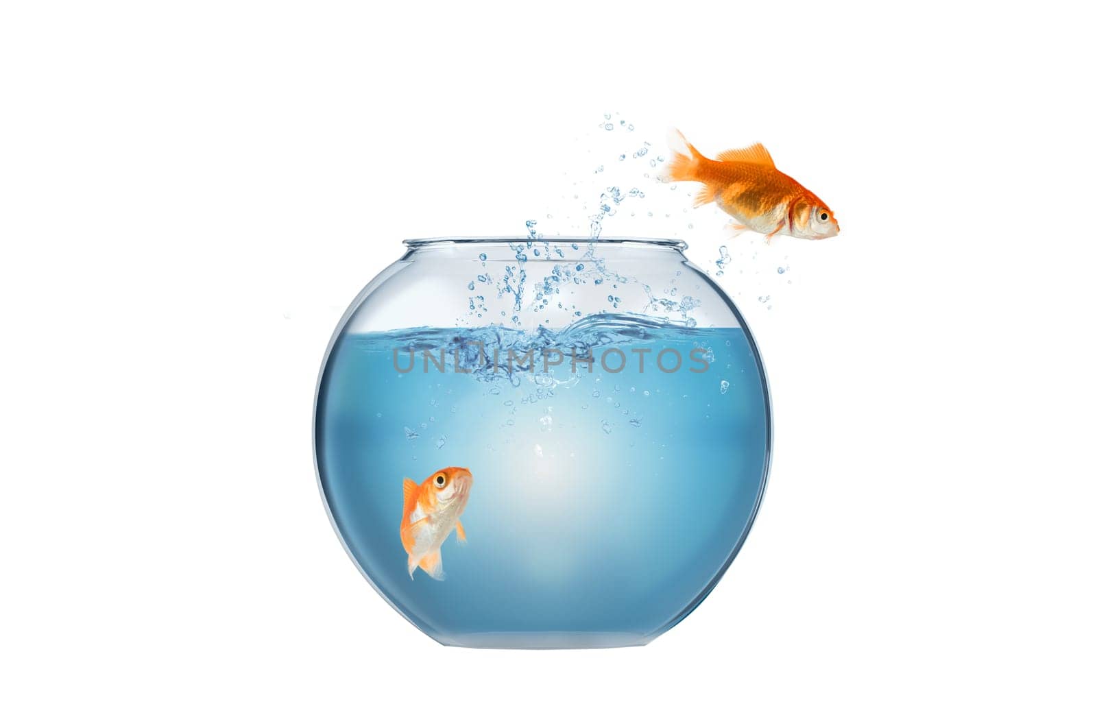 Goldfish leaps out of the aquarium to throw itself into the ocean