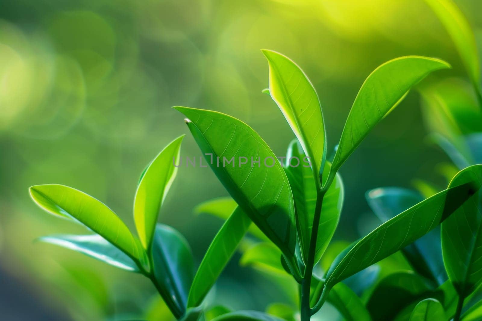 This close-up view showcases a vibrant green leafy plant, highlighting the intricate details of its foliage. The light catches the leafs veins, emphasizing its texture and natural beauty.