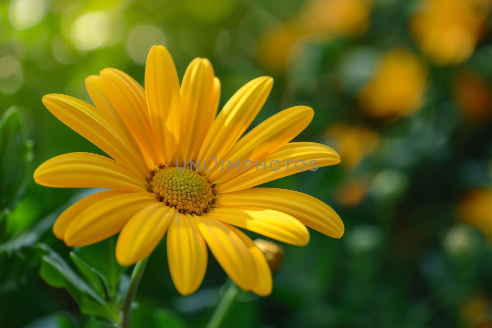 A detailed view of a vibrant yellow flower blooming elegantly in a vast field under the clear sky. The petals glisten in the sunlight, with delicate stamen attracting bees for pollination.