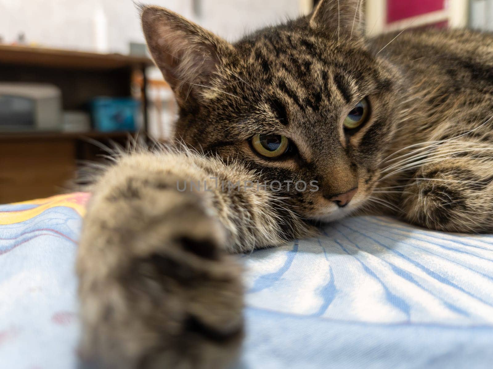 Gray tabby female cat on a bed, wide angle closeup view with paw stretched toward camera.