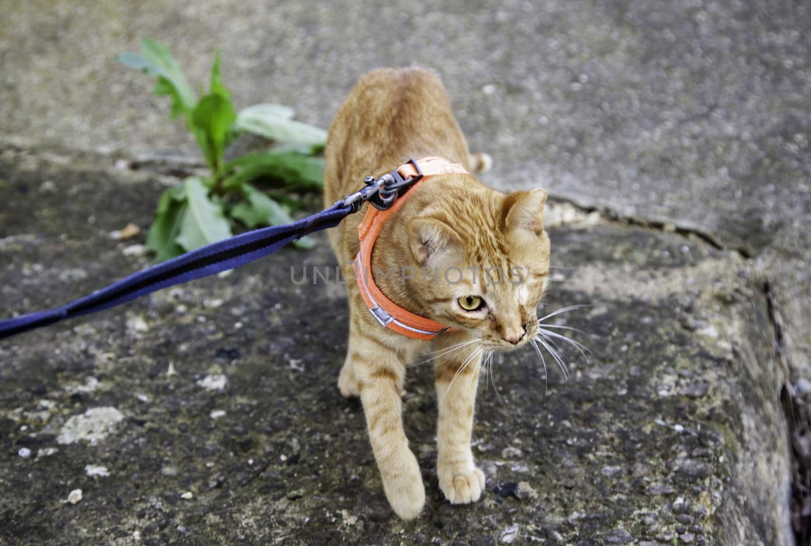 Detail of domestic cat walking down the street, pet