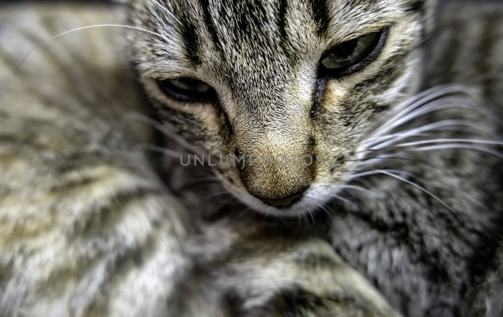 Detail of domestic animals abandoned in the street, animal abuse