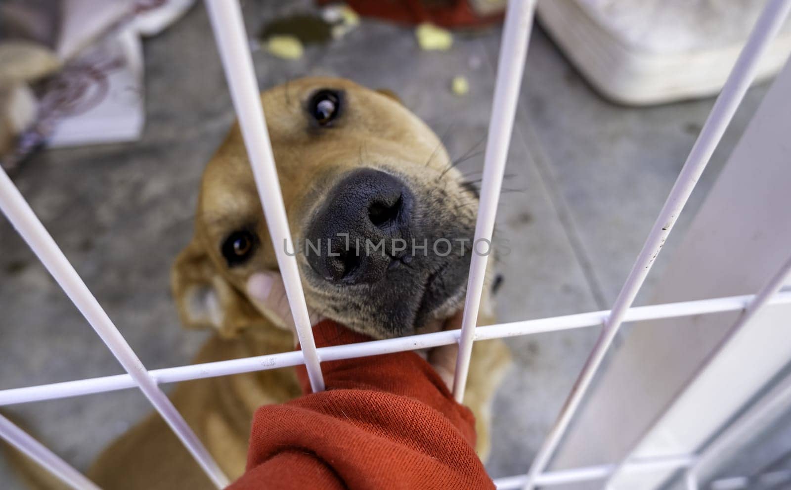 Detail of an abandoned dog in a kennel looking for a hogra, animal abuse