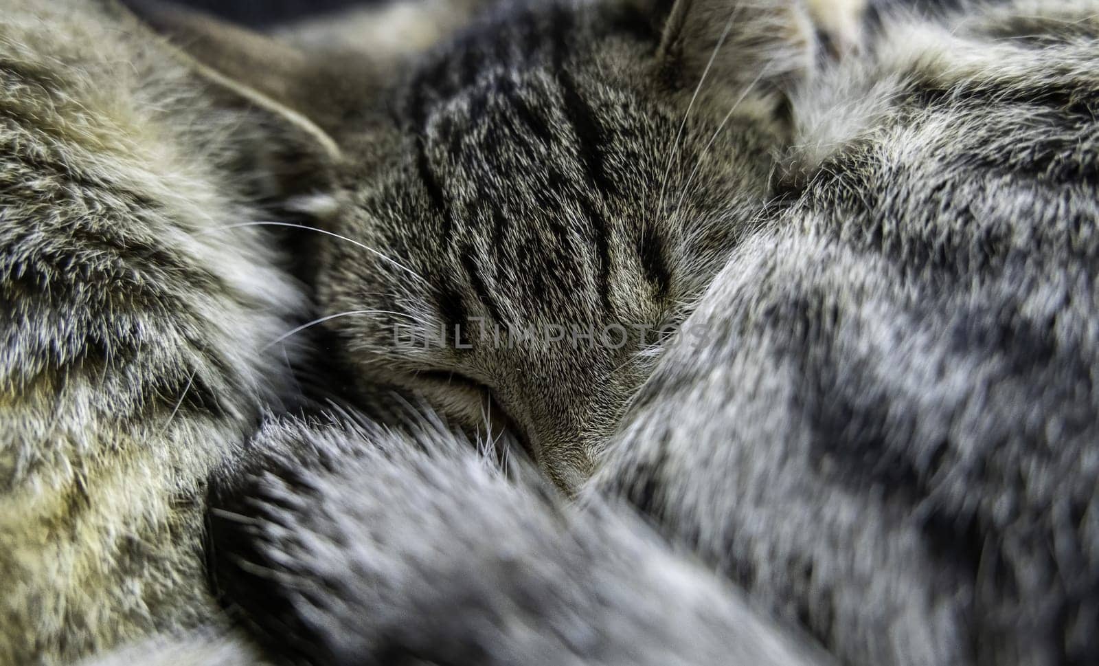 Detail of domestic animals abandoned in the street, animal abuse