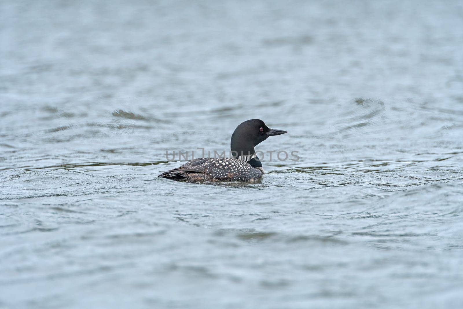 Loon Swimming in a North Woods Lake on Whitefish Lake in Northern Manitoba