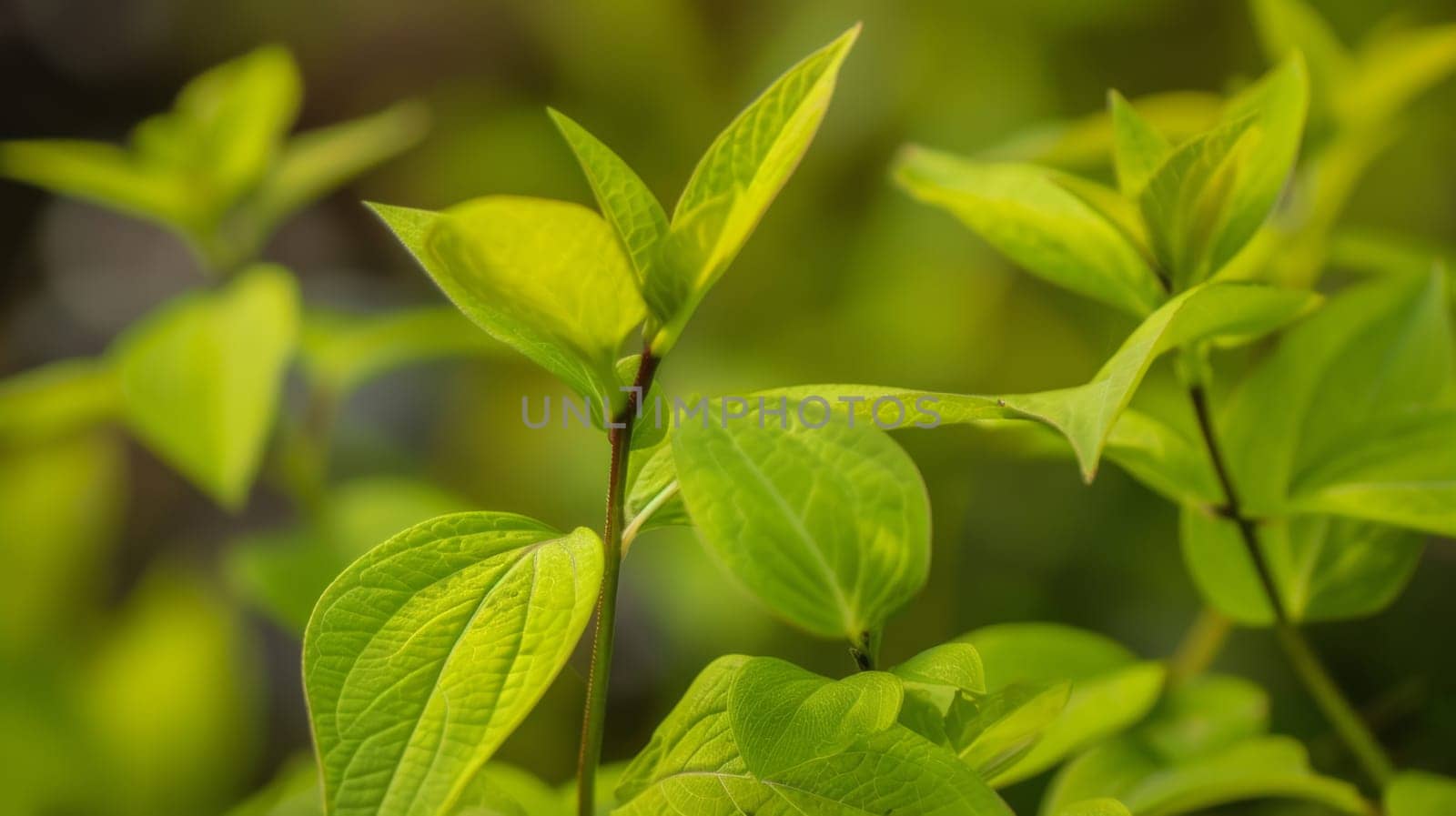 The close up showcases the vibrant green leaves of a healthy plant. Each leaf is intricately designed with veins, creating a beautiful pattern. The plant is thriving in its natural environment, with dewdrops glistening on the surface.