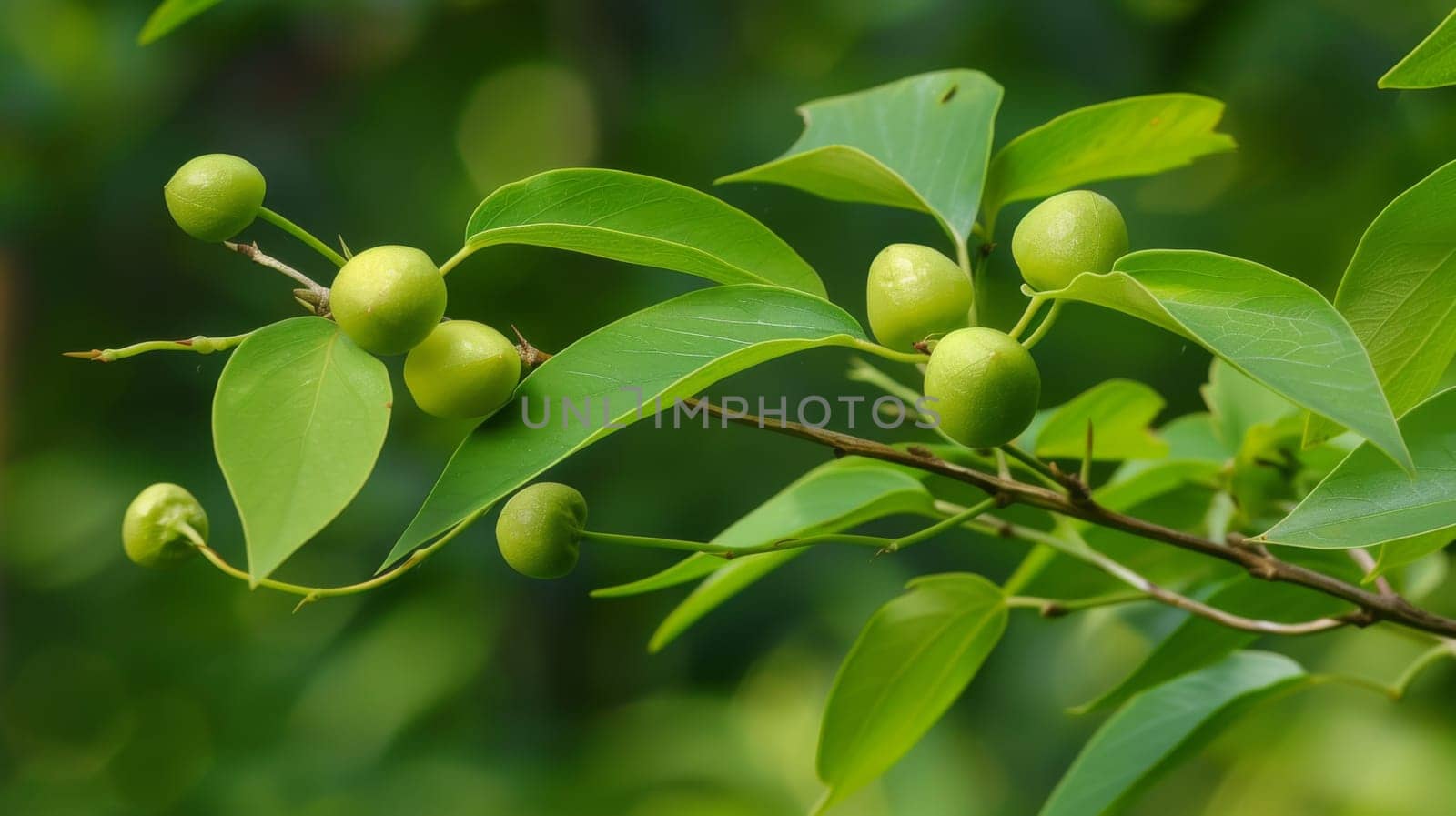 A close-up of a branch from a tree covered in vibrant green leaves. The leaves are lush and healthy, showcasing the beauty of nature in its simplest form.