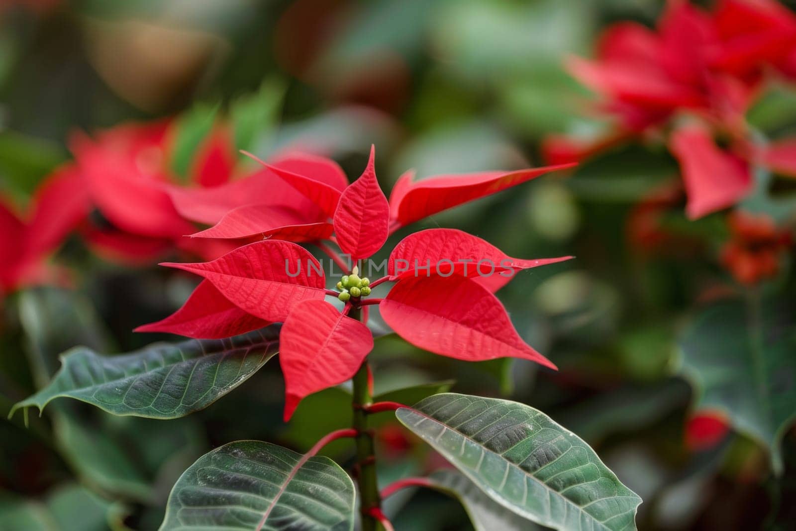 A detailed view of a vibrant red flower with deep green leaves surrounding it. The flowers petals are in sharp focus, showing intricate details and textures. The green leaves provide a visually striking contrast against the red bloom.