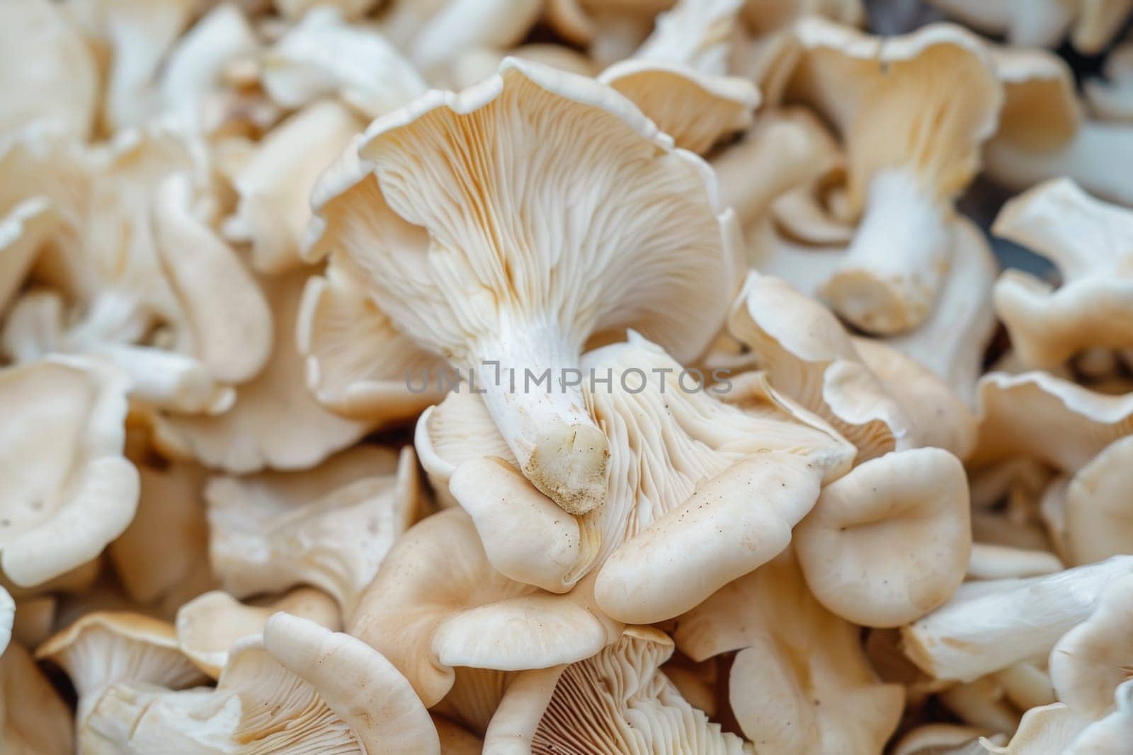 The close-up shot reveals a grouping of mushrooms clustered together, showcasing their unique shapes, sizes, and textures. Each mushroom stands out, with intricate gills and caps visible in detail.
