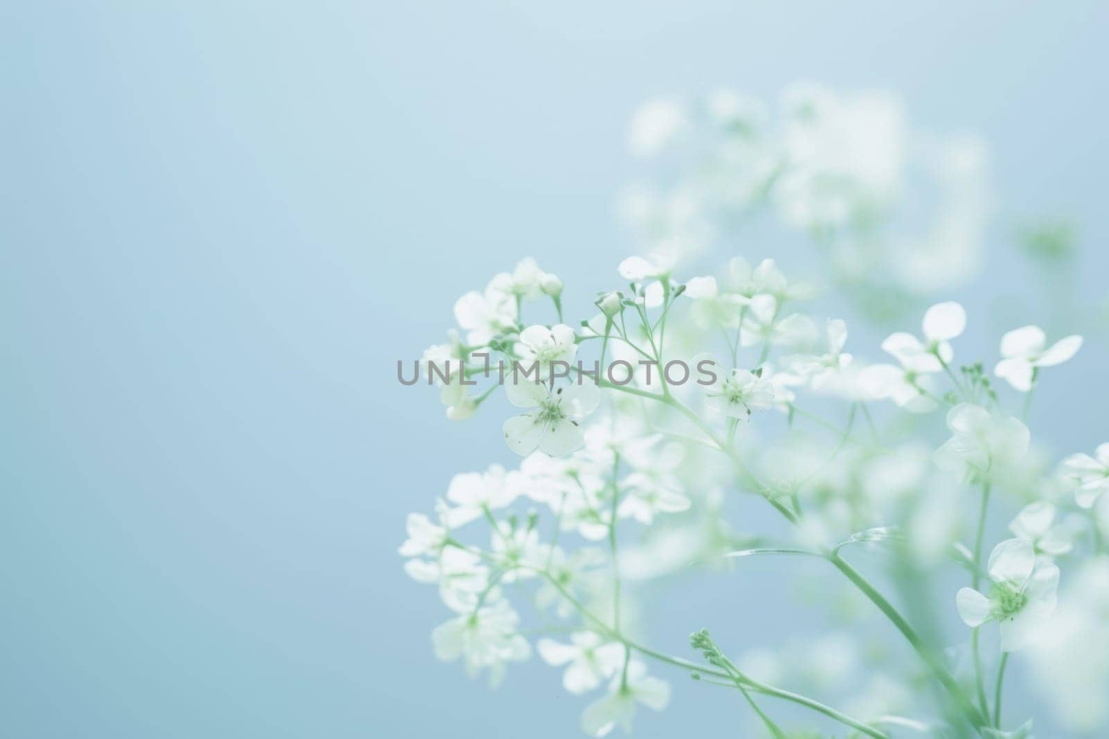 A cluster of white flowers stands out against a solid blue background. The delicate petals create a striking contrast, drawing the eye and conveying a sense of simplicity and purity.