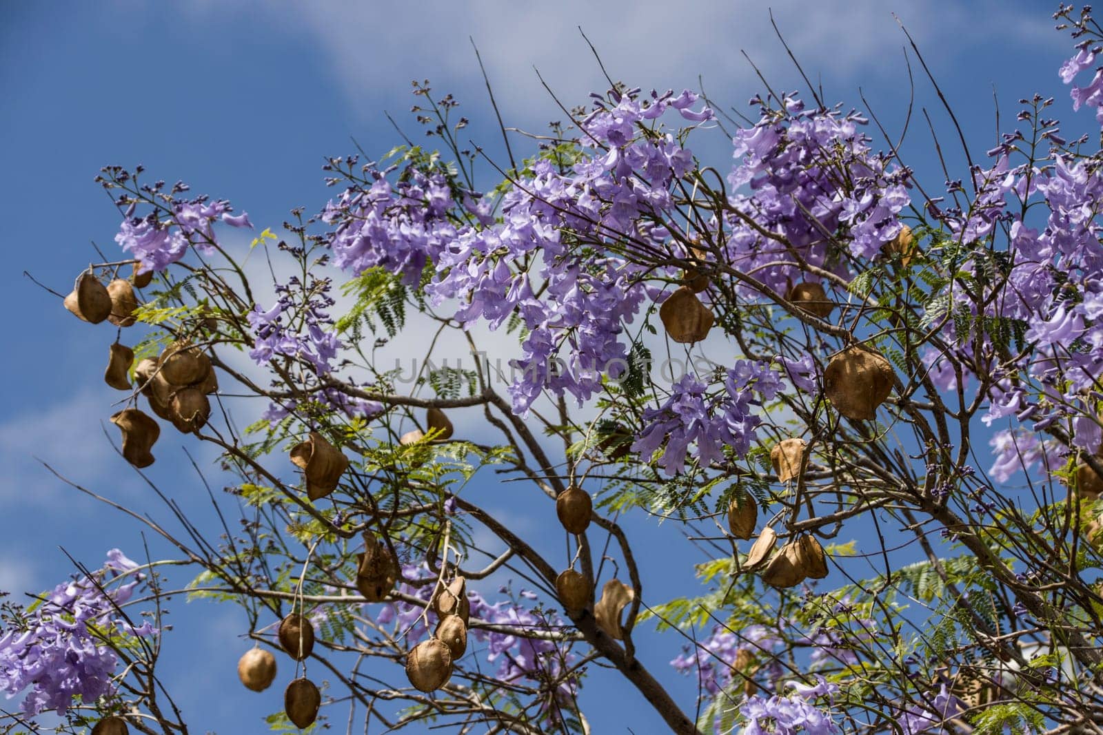 Palisanderholzbaum (Jacaranda mimosifolia) - blühender Baum, Kanarische Inseln, Teneriffa, Spanien, Santa Cruz