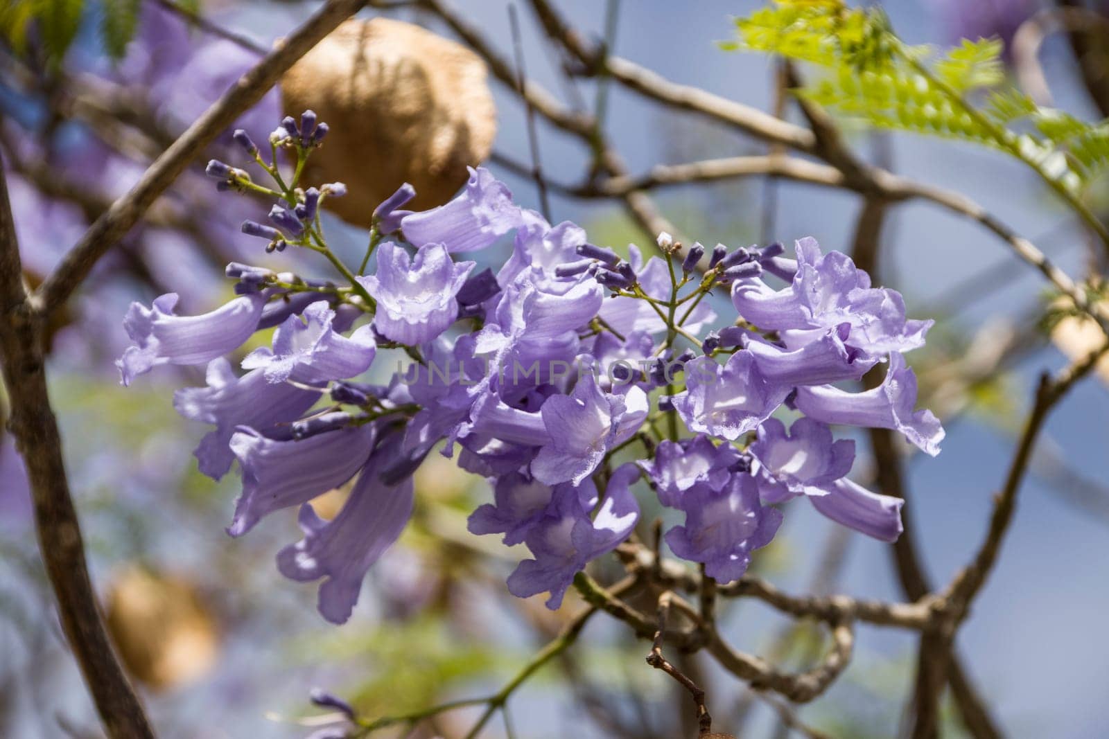 Palisanderholzbaum (Jacaranda mimosifolia) - blühender Baum, Kanarische Inseln, Teneriffa, Spanien, Santa Cruz
