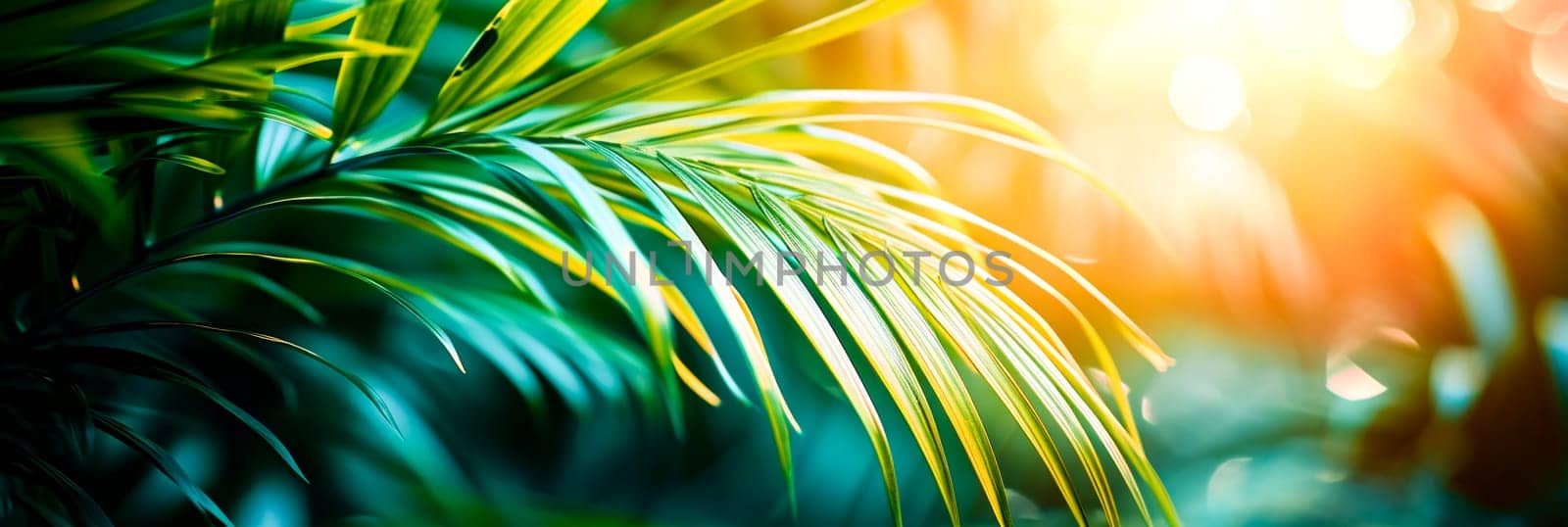 Close-up of a green leaf with sunlight shining through.