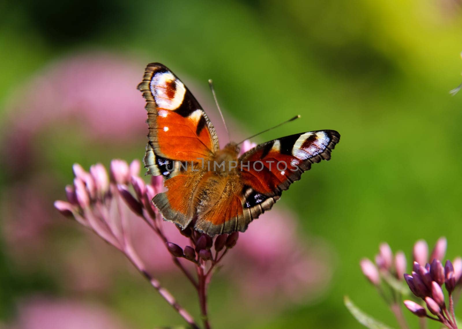 Butterfly on a flower. The insects in the terrarium.