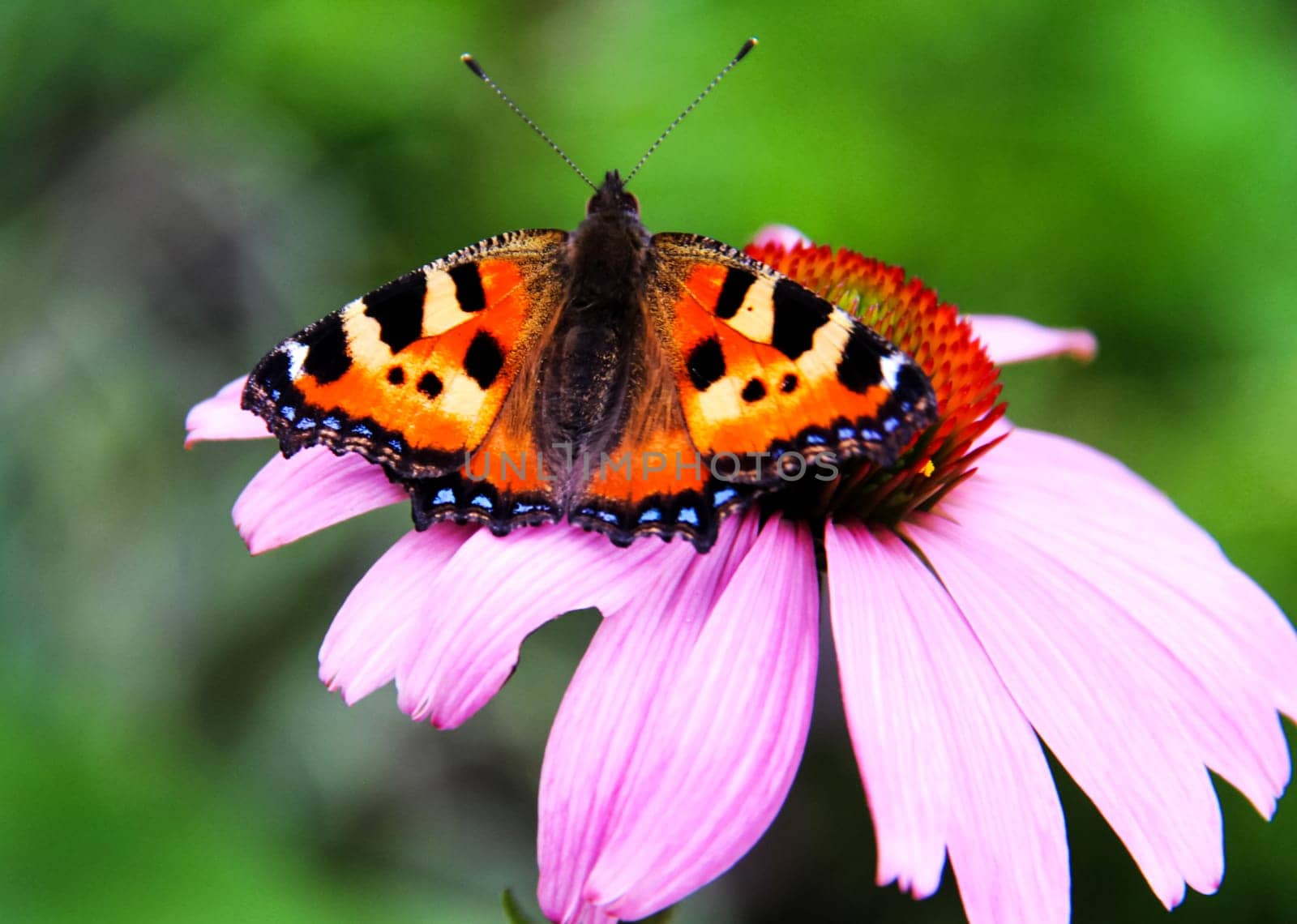 Butterfly on a flower. The insects in the terrarium.