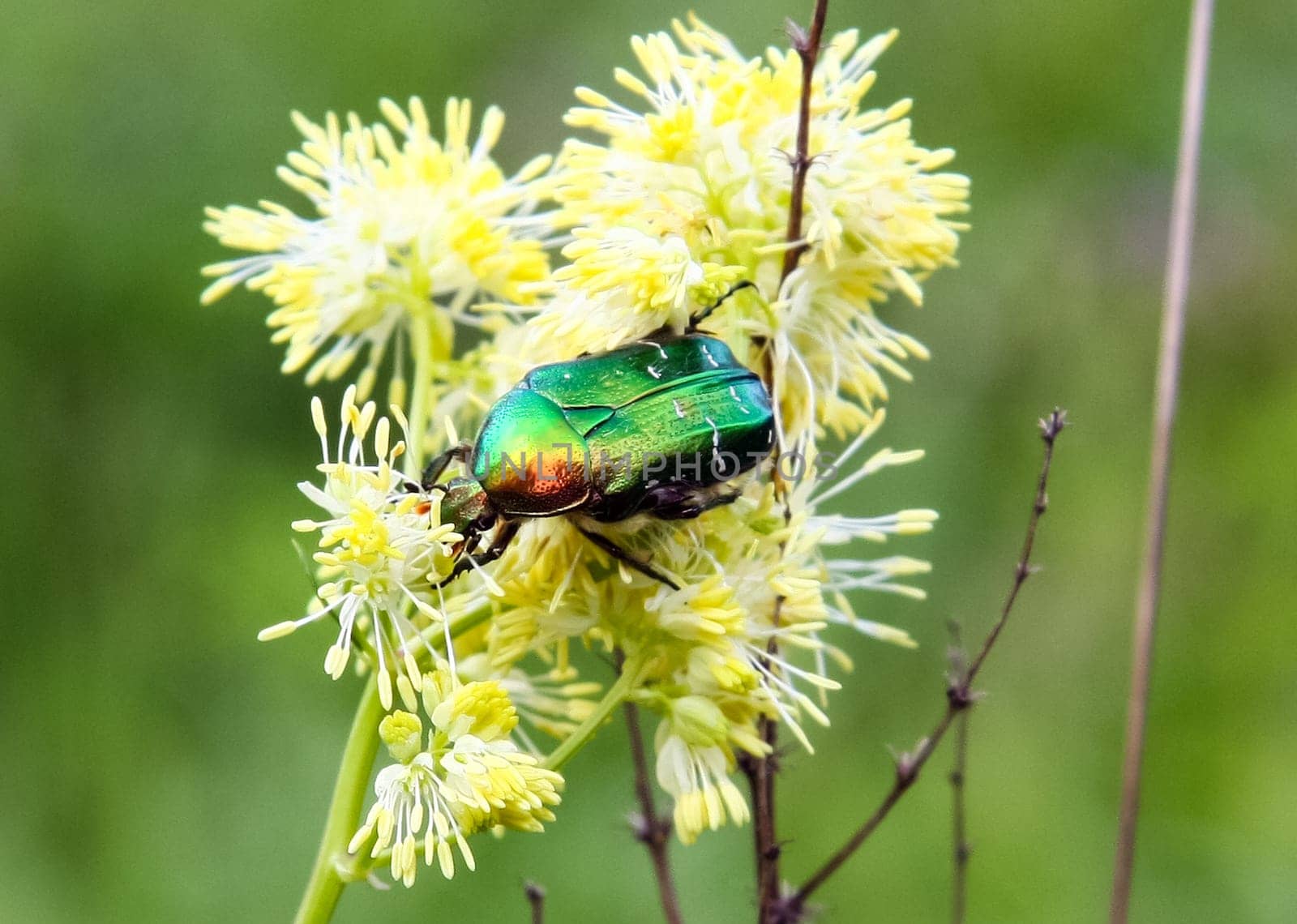 Chafer beetle dark green Chafer beetle dark green