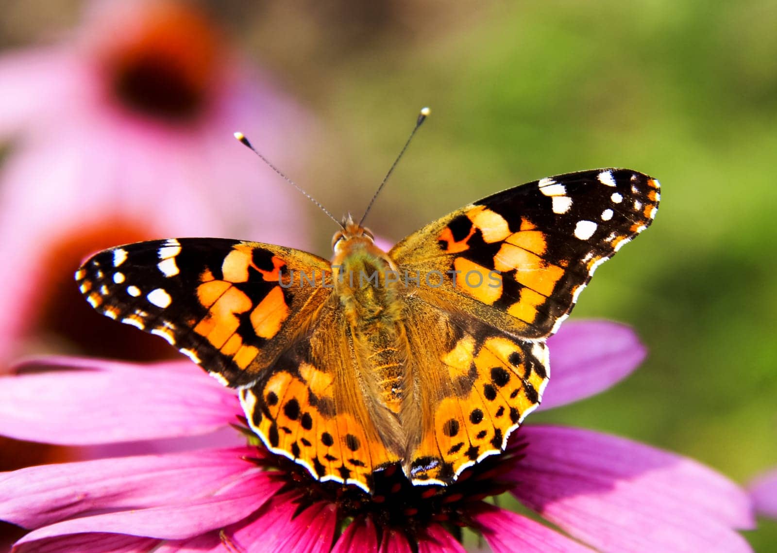 Butterfly on a flower. The insects in the terrarium.