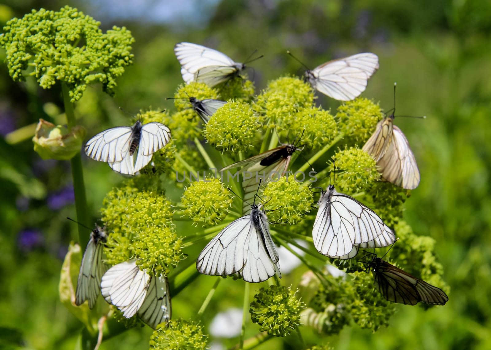 Butterfly on a flower. The insects in the terrarium.